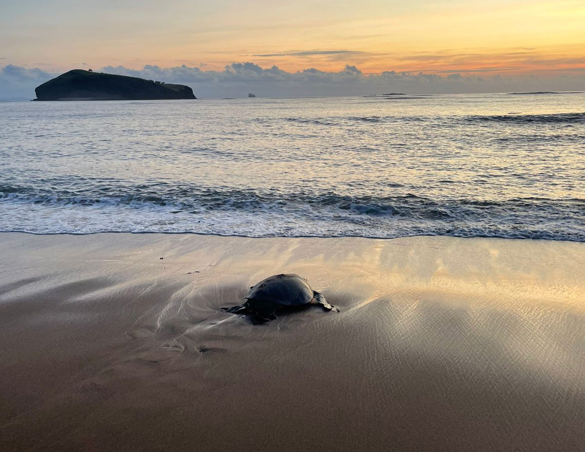 Observation des tortues à Mohéli