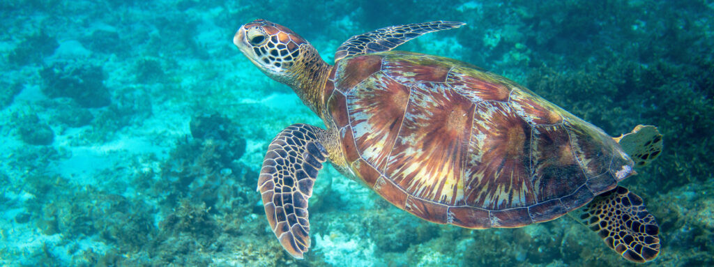 Tortue verte nageant au-dessus des récifs coralliens de Mohéli dans les eaux cristallines de l’océan Indien