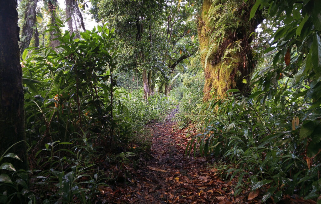 Sentier de randonnée dans la forêt tropicale de Nyumbadjou sur les pentes du volcan Karthala aux Comores