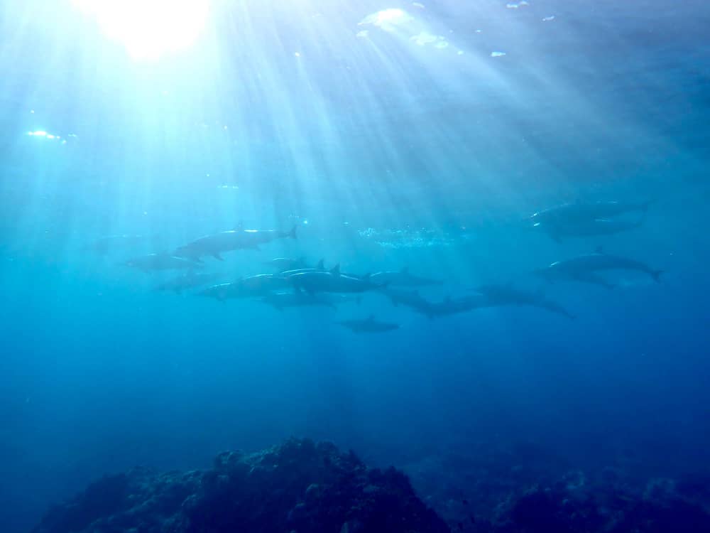 Groupe de dauphins nageant dans les eaux cristallines des Comores