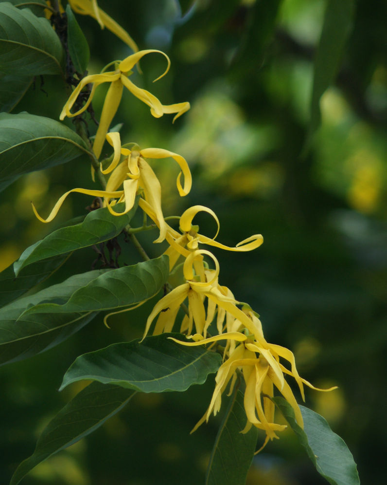 Gros plan sur des fleurs d’ylang-ylang jaunes dans une plantation des Comores